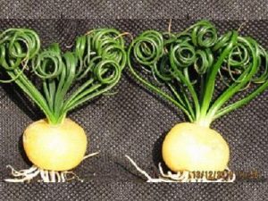 Albuca Namaquensis
