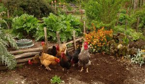 permaculture-chickens1_800