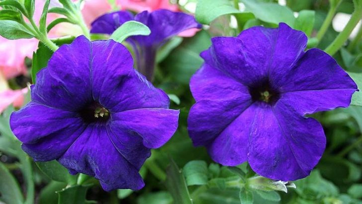 Consejos para el cuidado de flores