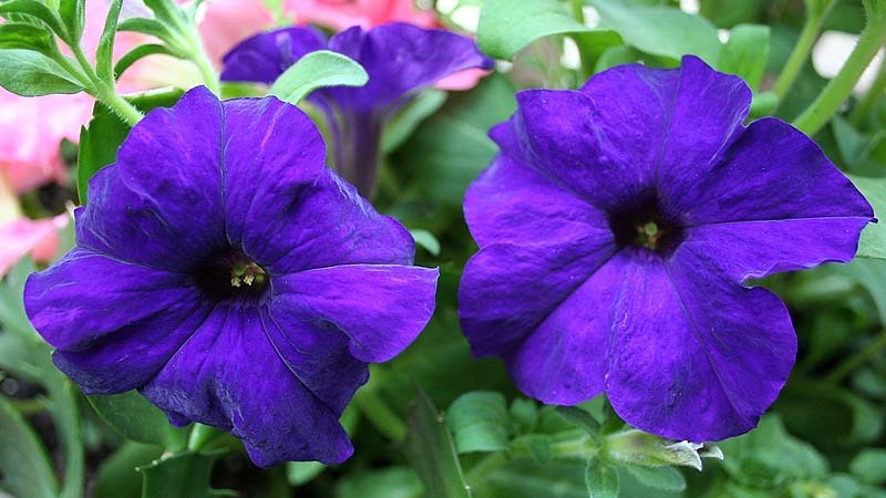 flores
