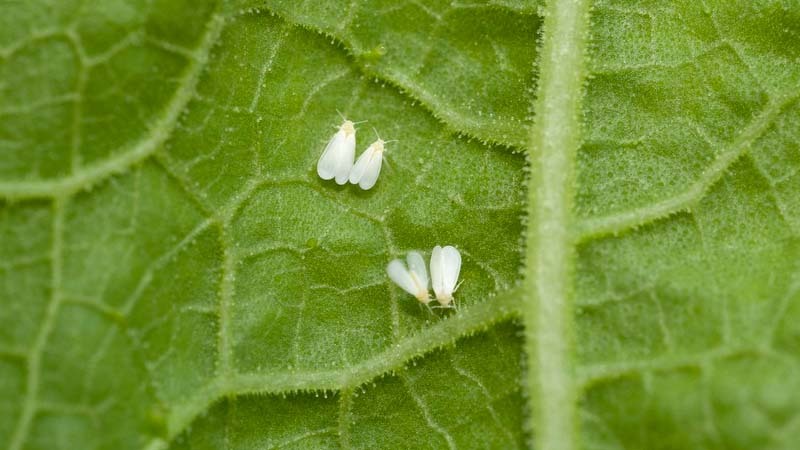 mosca blanca