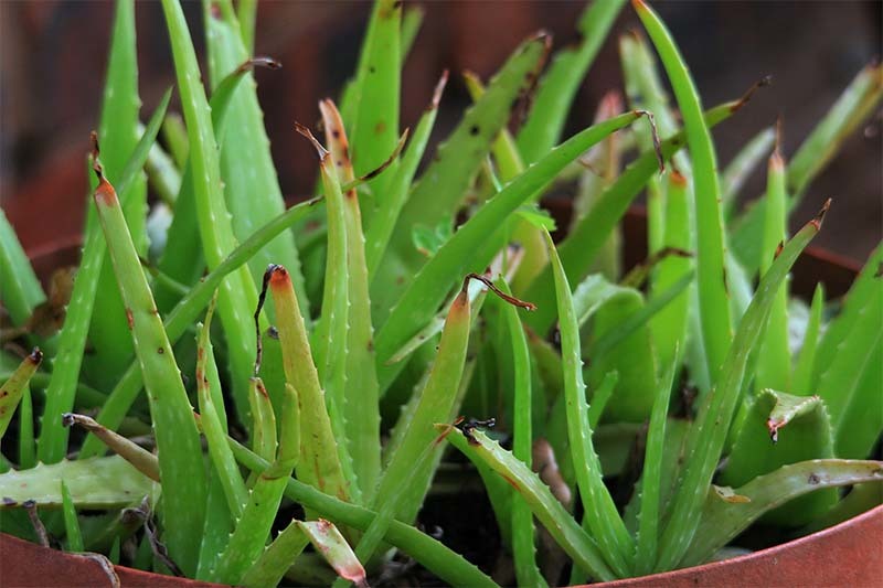 aloe vera