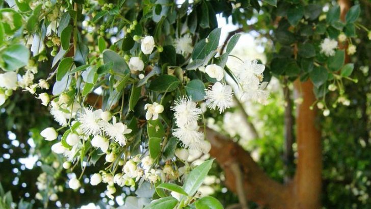 La promiscuidad de las plantas puede salvarlas