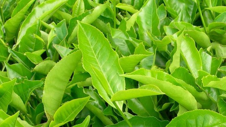 Descubren el genoma de la planta del té