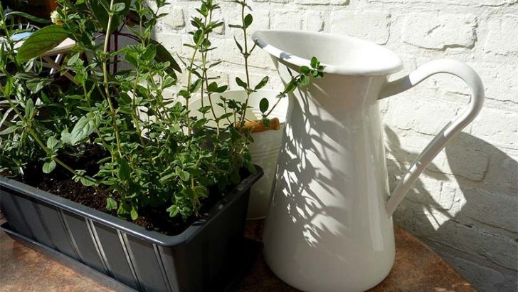 Consejos para cuidar tus plantas en macetas