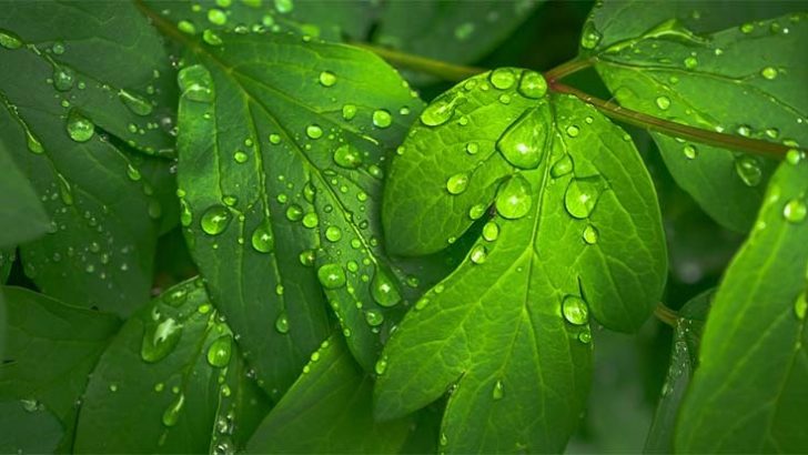 El potencial de 28.000 plantas