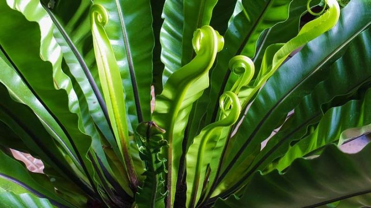 Plantas más resistentes al cambio climático