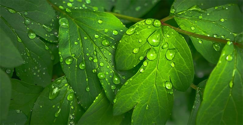 plantas