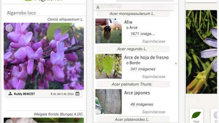 PlantNet, el Shazam de las plantas