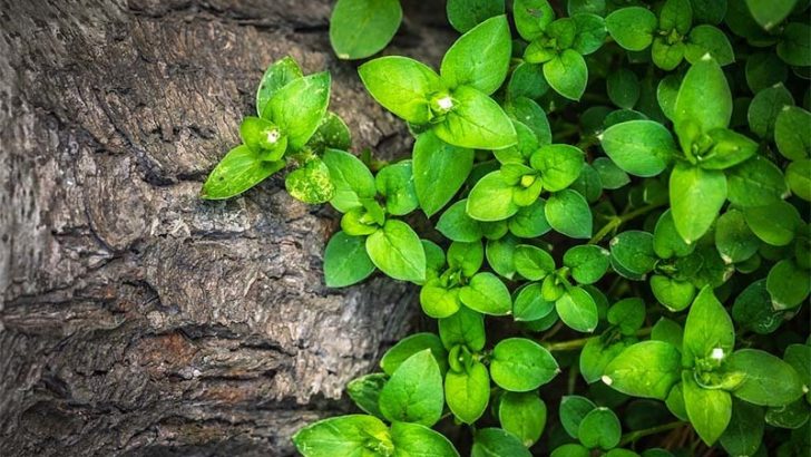 ¿Pueden sentir dolor las plantas?