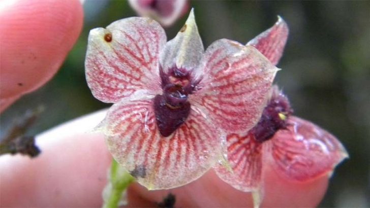 Telipogon diabolicus, una nueva orquídea