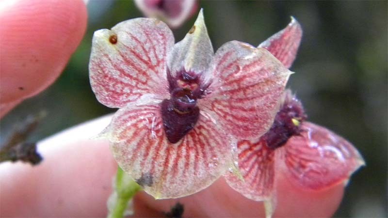 telepogon