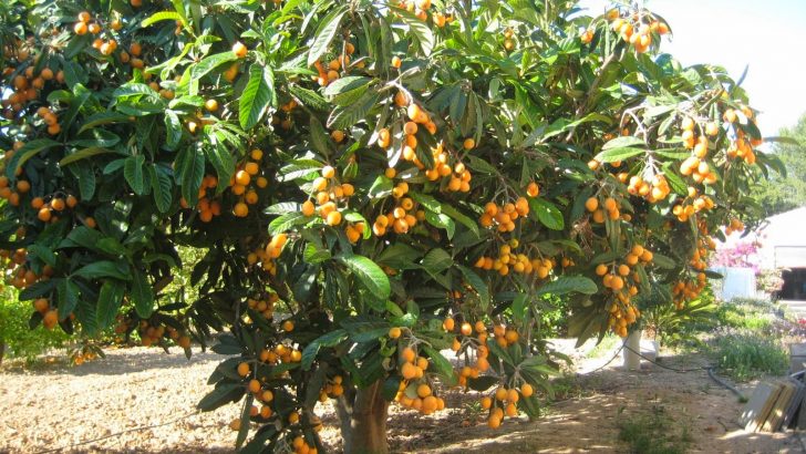 El níspero: Eriobotrya japonica