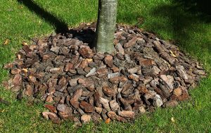 Proteger las plantas del calor