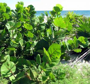Coccoloba uvifera Playa
