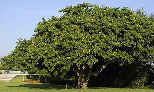 Coccoloba uvifera: uva de playa