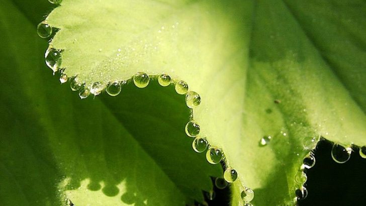 El proceso por el que las plantas sudan