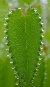 Las plantas sudan