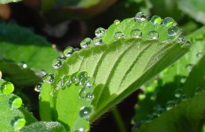 Las plantas sudan