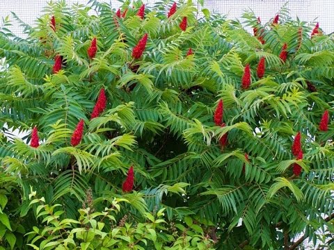 Zumaque, Rhus coriaria