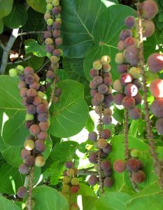 Frutos Coccoloba uvifera