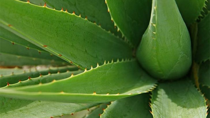 Mantén tu casa más fresca con estas plantas