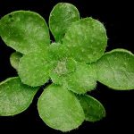 arabidopsis