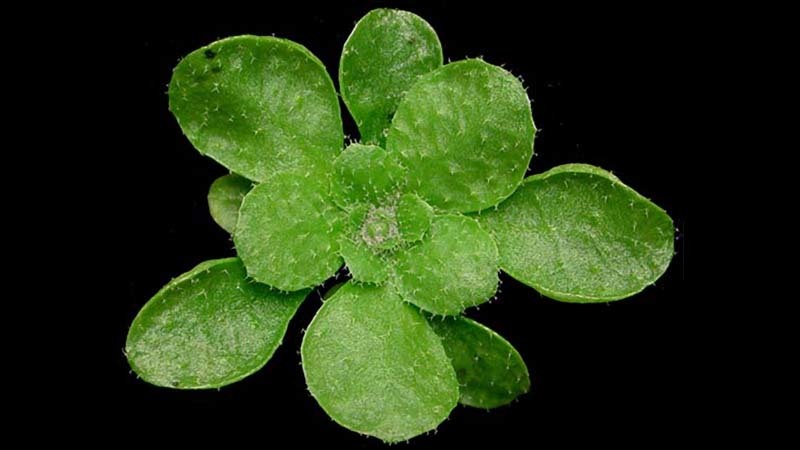 arabidopsis