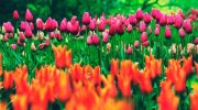 Dale personalidad a tu jardín