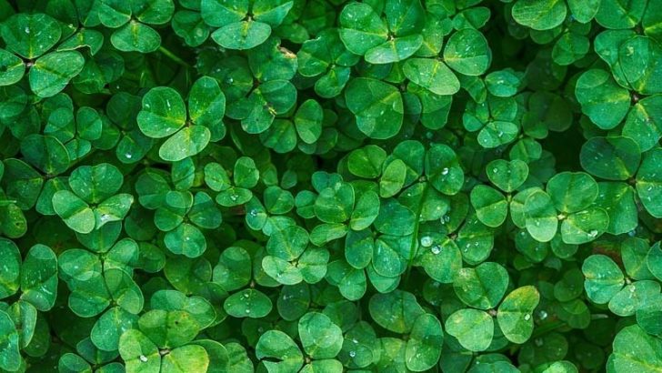Cómo saben las plantas qué hora es