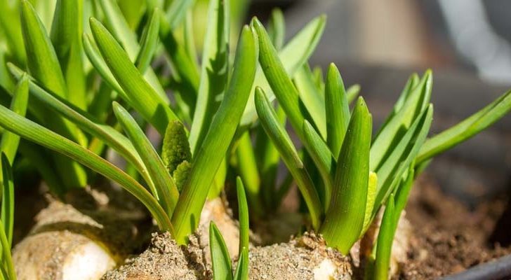 La increíble adaptación de las plantas a su entorno