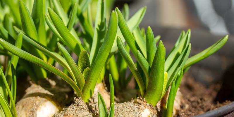 plantas