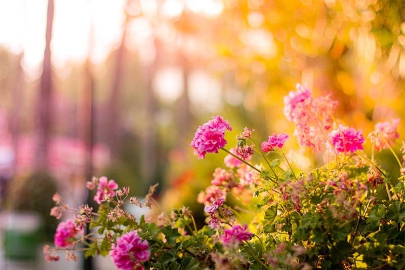 jardin