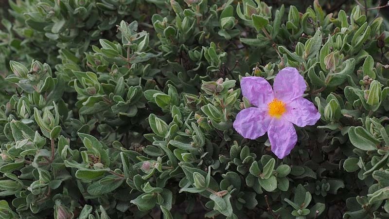matorral