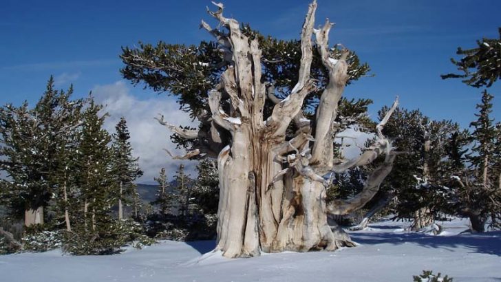 El árbol más antiguo del mundo