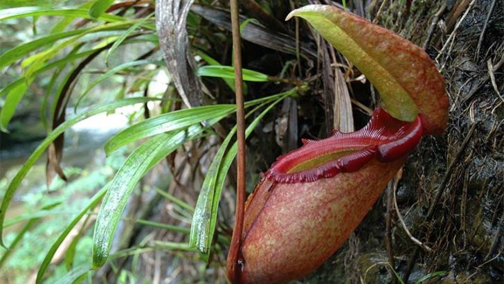 La planta carnívora más grande del mundo