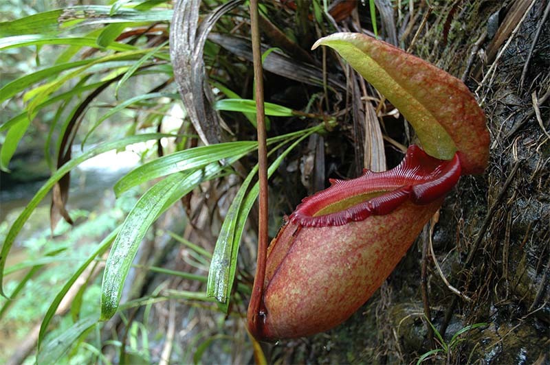 planta carnívora