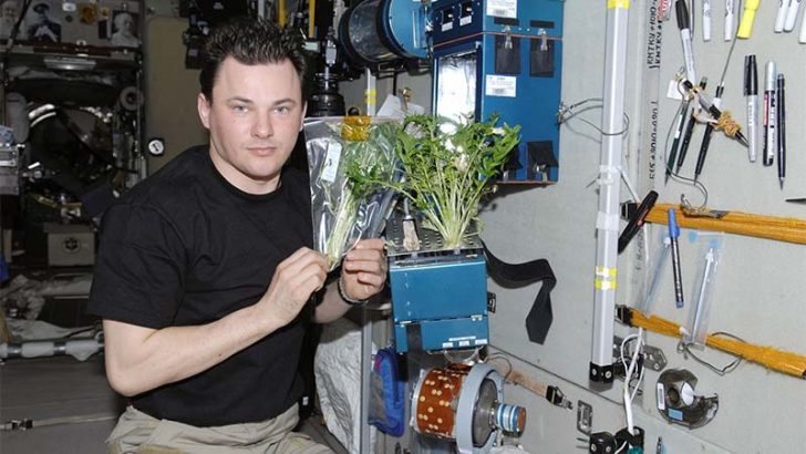 Engañar a las plantas para que crezcan sin gravedad