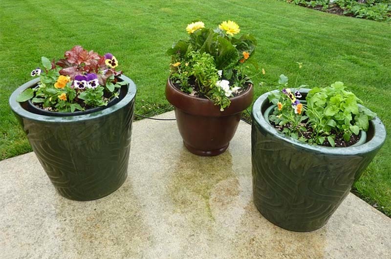 plantas