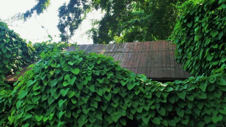 Plantas trepadoras: ¿cómo se sujetan?