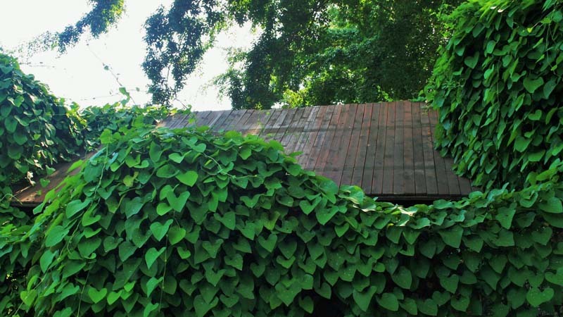 plantas trepadoras