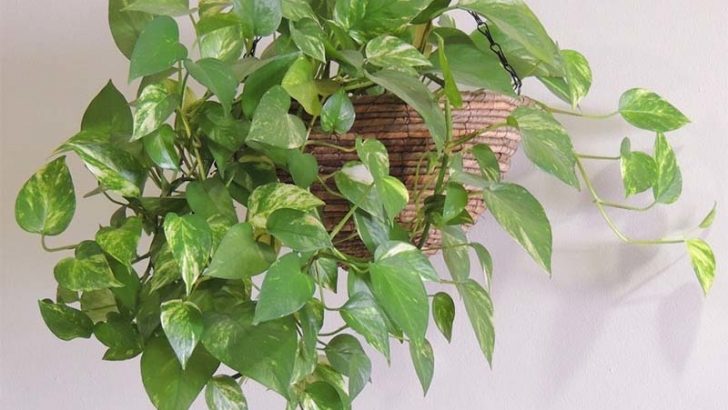 Plantas para decorar tu hogar
