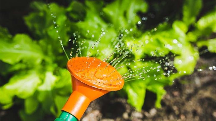 Riega tus plantas correctamente en verano