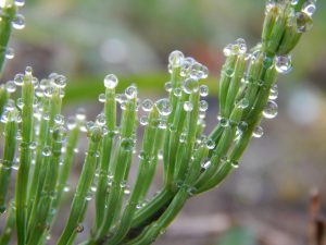 Las plantas sudan
