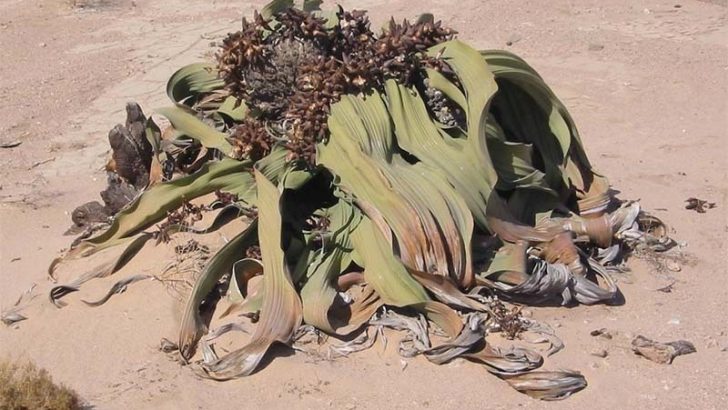 La sorprendente Welwitschia mirabilis