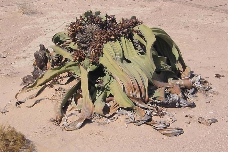 welwitschia