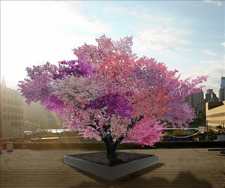 Árboles multifrutas: el Árbol de las 40 frutas