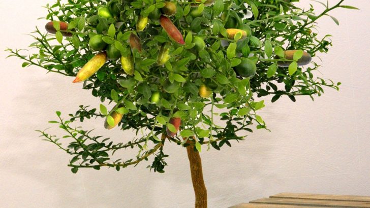 Citrus Australasica: caviar de limón