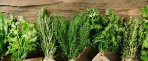 Plantas aromáticas
