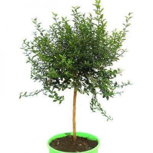 Citrus australasica